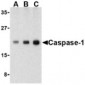 CASP1 / Caspase 1 Antibody (C-Terminus)